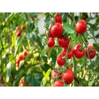 Fresh Tomato 